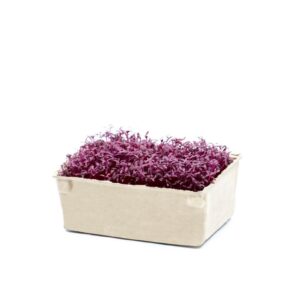 Amaranth