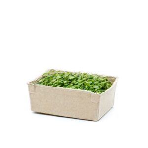 Basil