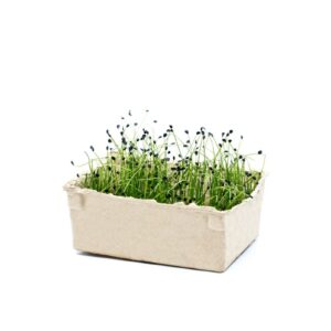 Chives