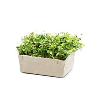 Coriander