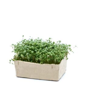 Gardencress