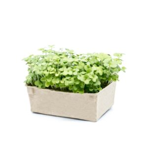 Mustard Green