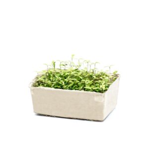 Parsley