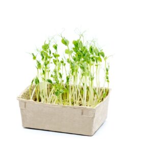 Pea