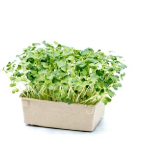 Radish Green