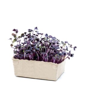 Radish Purple