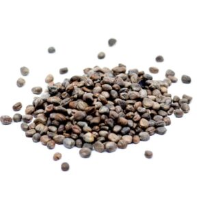 Radish Purple seeds