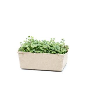 Rucola